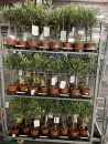 Olea europea Stämmchen