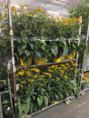 Rudbeckia fulgida Kübel
