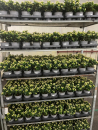 Hypericum weiß