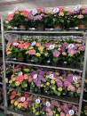 Hydrangea "Table-Tensia"