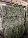 Dichondra Ampel