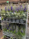 Delphinium "Magic Fountains" Kübel