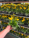 Coreopsis grand.