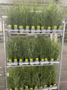 Miscanthus sin. "Strictus"