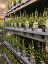 Lysimachia chlethroides