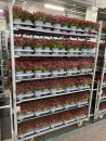 Sedum "Spot on Deep Rose"