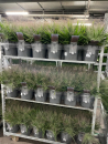 Eragrostis elliottii