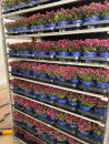 Sedum "Spot on"