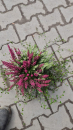 Calluna Twin + Mühlenbeckia
