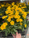 Coreopsis grand.