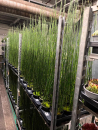 Equisetum hyemale