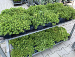 Sedum cyaneum "Rosenteppich"