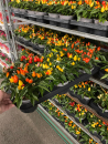 Capsicum annuum gemischt