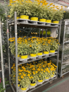 Heliopsis Kübel