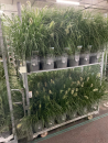 Pennisetum alopec. "Hameln"