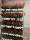 Gaura lindh. pink