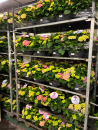 Hydrangea "Table-Tensia"