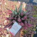 Calluna "First Ladies" Trio