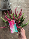 Calluna "Beauty Lady" Mintberry Twin