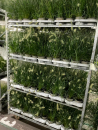 Pennisetum alopec. "Little Bunny"