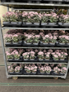Sedum "La Vie en Rose"