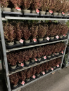 Coprosma