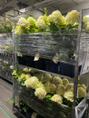 Hydrangea pan. "Limelight"