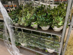 Hedera helix Ampel