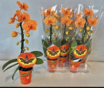 Phalaenopsis Casade "Halloween" 1 Rispe