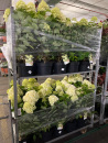 Hydrangea pan. "Limelight"