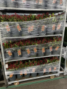 Skimmia jap. "Rubella"