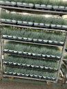 Festuca glauca