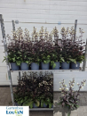 Penstemon Kübel dunkellaubig