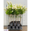 Hydrangea pan. Stamm  'Grandiflora'