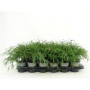 Chamaecyparis pis. 'Filifera Nana'