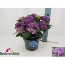 Hydrangea mac. Busch lila