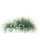 Festuca glauca 'Intens Blue'