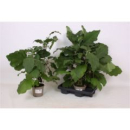 Solanum melongena -Aubergine