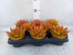 Echeveria gefärbt Herbst