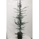 Cedrus libani 'Glauca'