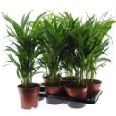 Dypsis lutescens