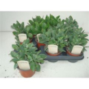 Crassula arborescens 'Curly'