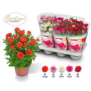Rosa 'Boutique Roses' gemischt