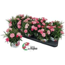 Dianthus 'I Love U'