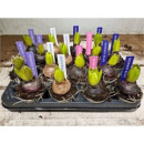 Hyacinthus  1pp Mix rund