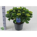Hydrangea Busch blau