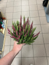 Calluna "Beauty Lady" Mintberry Twin