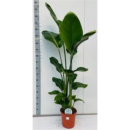 Strelitzia nicolai