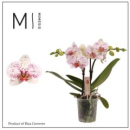 Phalaenopsis 2 Rispen "White Spirit"