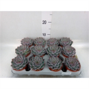 Echeveria 'Hercules'